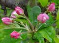 2012-0409-1510_Crab_Apple_Blossom_10.7C